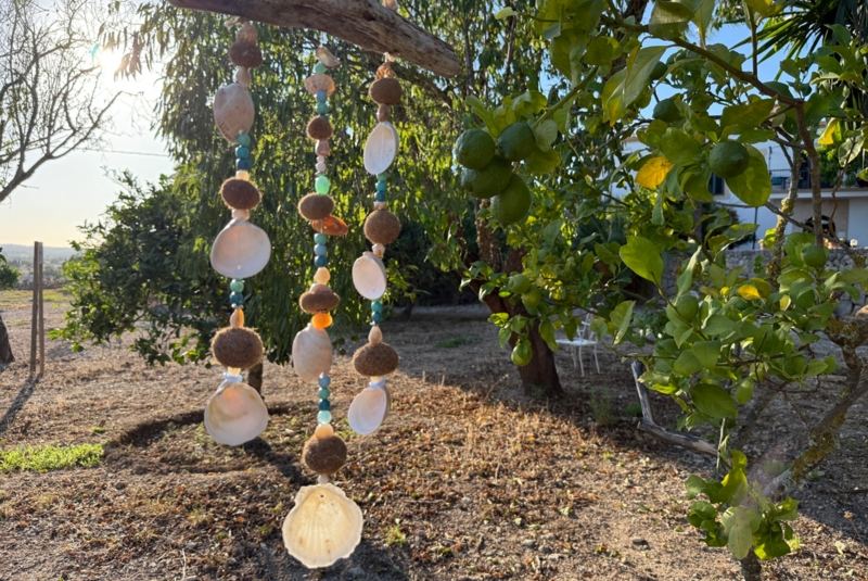 Shells hanging from a tree