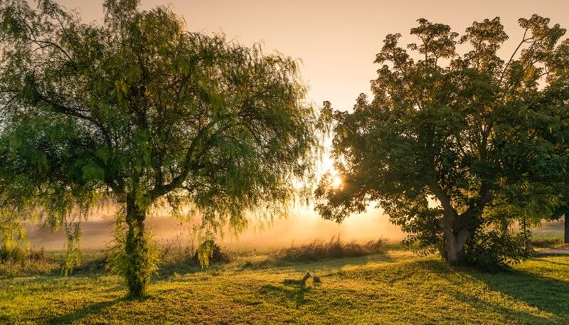 Bäume im Nebel bei Sonnenaufgang