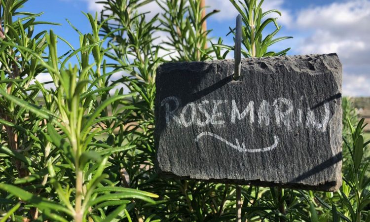 Rosmarin