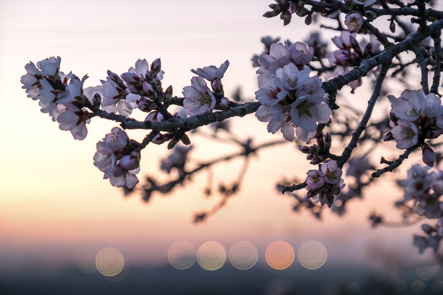 Mandelblüte