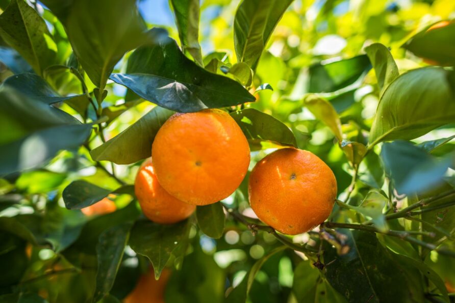 Orangen-Ernte auf Mallorca: Saftiger Orangenkuchen